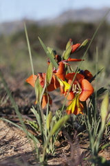 Gladiolus alatus