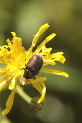 Cryptocephalus sericeus
