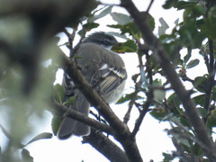 Mecocerculus leucophrys