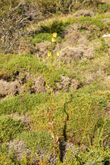 Lilium martagon