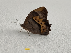 Lepidoptera