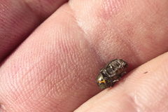 Cryptocephalus sericeus