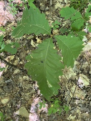 Quercus montana