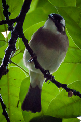 Pycnonotus sinensis sinensis