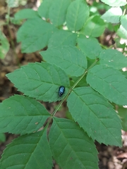 Agelastica alni