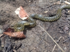 Lampropeltis holbrooki