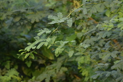 Prosopis juliflora