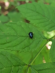 Agelastica alni