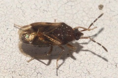 Miridae