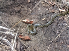 Lampropeltis holbrooki