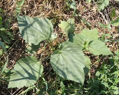 Cyclachaena xanthiifolia