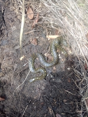 Lampropeltis holbrooki