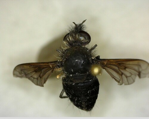 iNaturalist observation photo of Conophorus