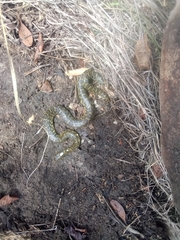 Lampropeltis holbrooki