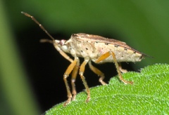 Pentatomidae