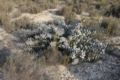 Protea amplexicaulis