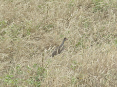 Pternistis leucoscepus