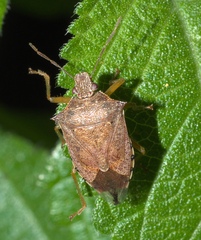 Pentatomidae