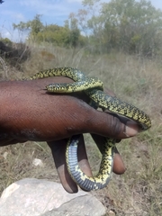 Lampropeltis holbrooki