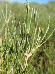 Genista radiata