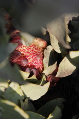 Protea amplexicaulis
