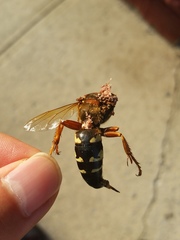 Sphecius speciosus