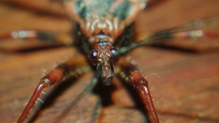 Acanthaspis ruficeps