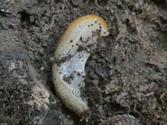 Arion intermedius