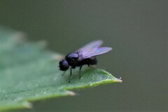 Milichiidae