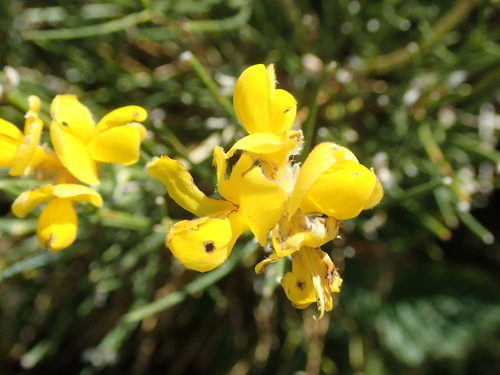 Image of Genista radiata by (c) bigayon, some rights reserved (CC BY)