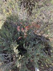 Castilleja linariifolia