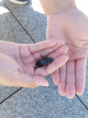 Hydrophilus triangularis