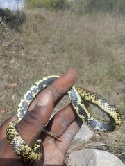 Lampropeltis holbrooki