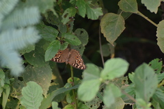 Junonia lemonias