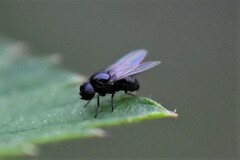 Milichiidae