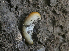 Arion intermedius