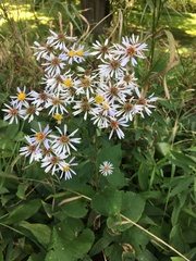Symphyotrichum drummondii