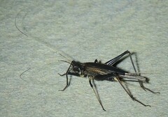 Meloimorpha japonica