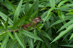 Pterorhinus sannio