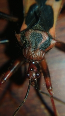 Acanthaspis ruficeps