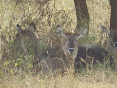 Kobus ellipsiprymnus