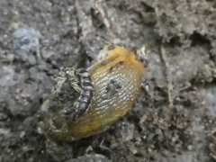 Arion intermedius