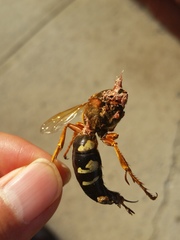 Sphecius speciosus