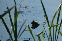 Lithobates catesbeianus