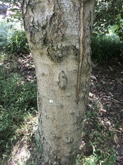Gleditsia japonica