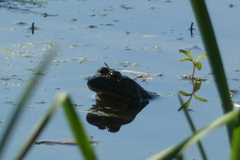 Lithobates catesbeianus