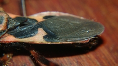 Acanthaspis ruficeps