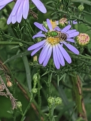 Agapostemon virescens