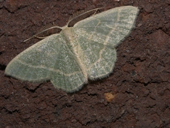 Chlorochlamys chloroleucaria