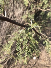 Prosopis velutina